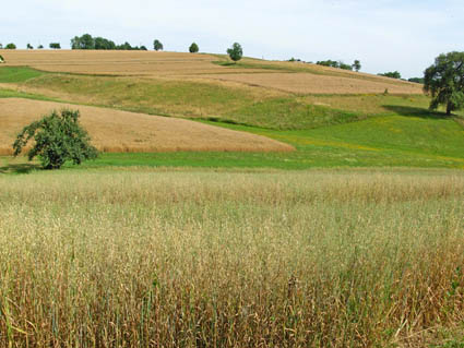 eika image
